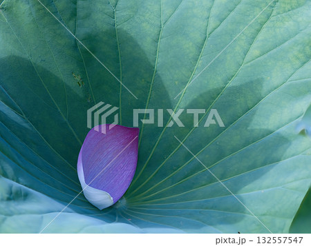 蓮の葉に散った花びら 132557547