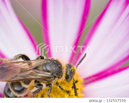 コスモスの蜜を吸うミツバチ コスモスの蜜を吸うミツバチ 132557550