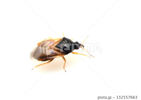 タイリクヒメハナカメムシ 132557663