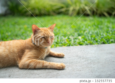 Gib ginger cat relax in backyard (neutered male cat) Gib ginger cat relax in backyard (neutered male cat) 132557735