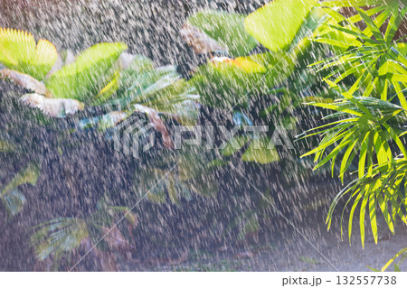 Rainy day in asian tropical forest. 132557738
