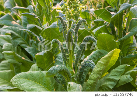 Tobacco leaf curl disease or (TLCV) is induced by a virus which is transmitted by the white fly 132557746