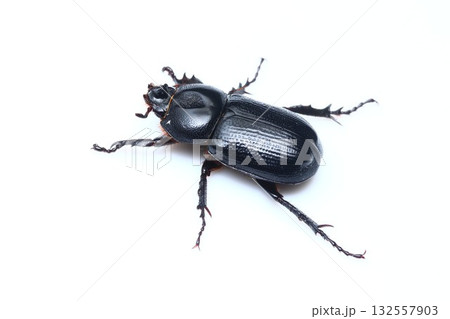 コカブトムシのオス コカブトムシのオス 132557903