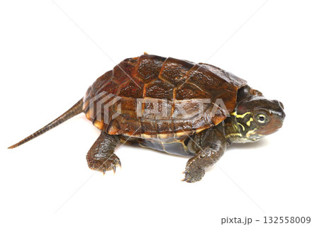 クサガメの幼体 クサガメの幼体 132558009
