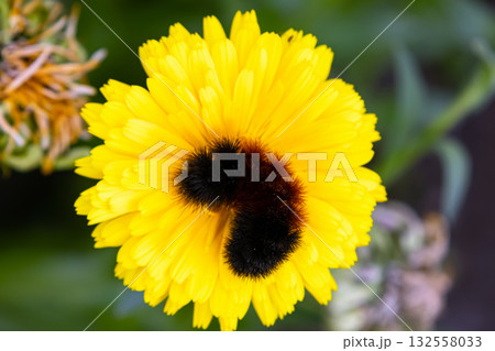 Woolly bear caterpillar is sitting on a yellow flower in summer. Woolly bear caterpillar is sitting on a yellow flower in summer. 132558033