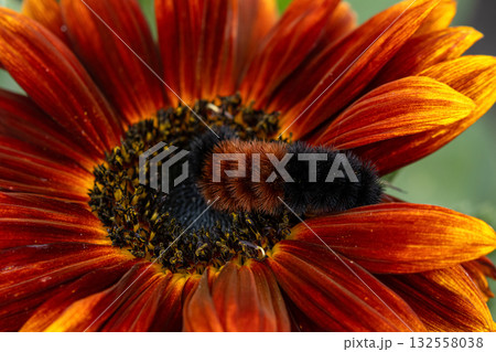 Woolly bear caterpillar is sitting on a red sunflower in autumn. Woolly bear caterpillar is sitting on a red sunflower in autumn. 132558038