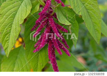 Red amaranth flower with green foliage in the autumn garden. 132558039