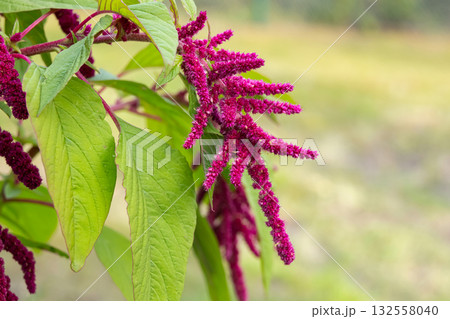 Red amaranth flower with green foliage in the autumn garden. Red amaranth flower with green foliage in the autumn garden. 132558040