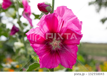 Bright pink Hollyhock flowers with green foliage in the garden. 132558043