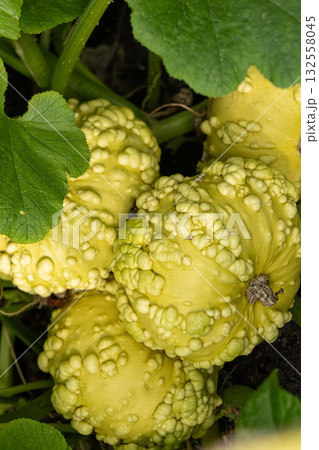 Yellow gourd pumpkin with bumps grow in the summer garden. 132558045