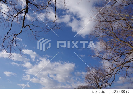 冬の空と冬枯れの木 132558057