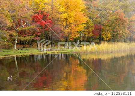 湖畔の紅葉と映り込み 1 湖畔の紅葉と映り込み 1 132558111