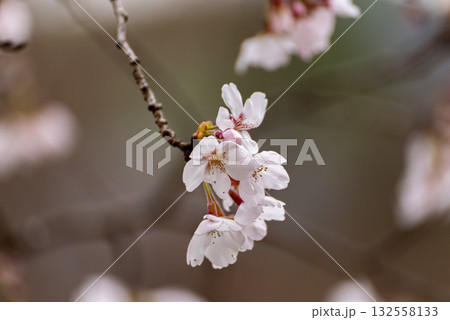 満開の桜 132558133