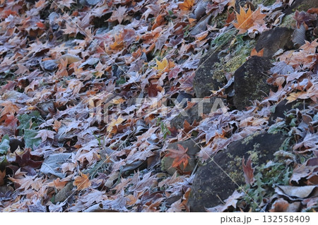 霜が降りた朝　霜が掛かった落葉と苔むした岩 132558409