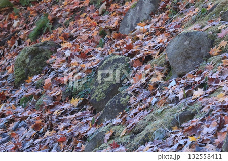 霜が降りた朝 霜が掛かった落葉と苔むした岩 霜が降りた朝 霜が掛かった落葉と苔むした岩 132558411