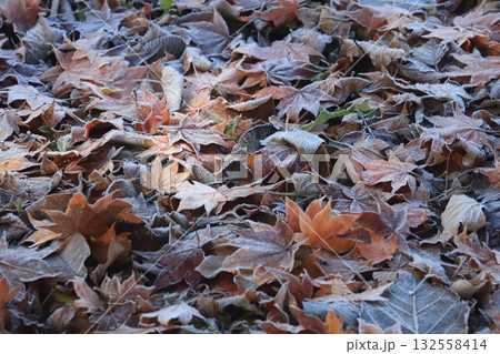 霜が降りた朝　霜が掛かった落葉 132558414