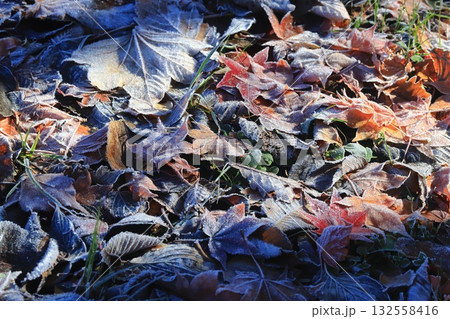 霜が降りた朝　朝日を浴びる霜が掛かった落葉 132558416