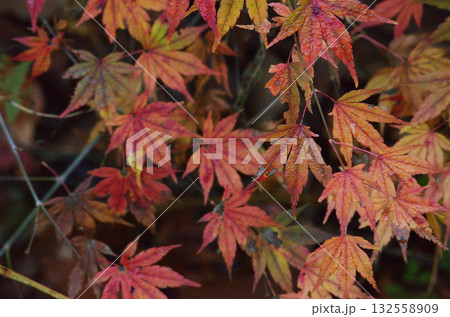 紅葉の葉 紅葉の葉 132558909
