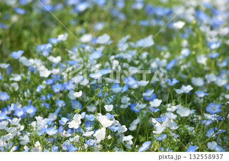 ネモフィラの花畑 132558937