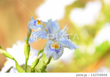 シャガ シャガ 132558938