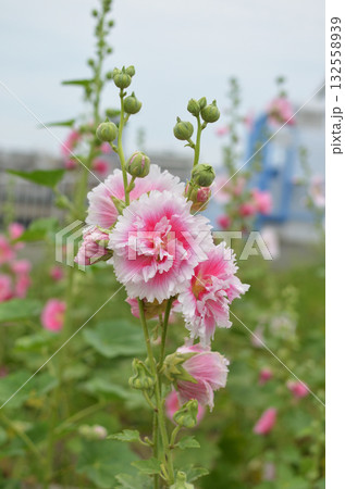 ピンク色のタチアオイ 132558939