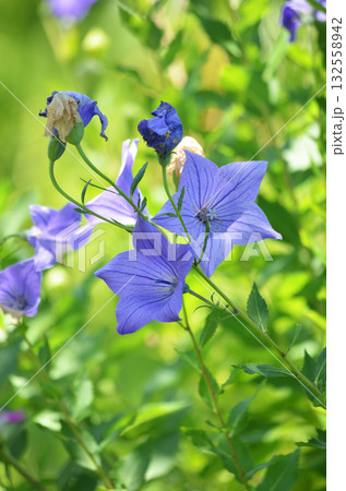 キキョウ 132558942