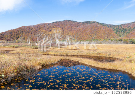 群馬県片品村尾瀬ヶ原から望む紅葉の白樺と池塘 132558986