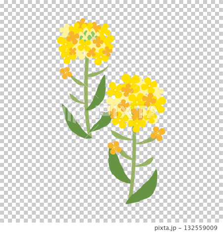 簡單的油菜花插圖 簡單的油菜花插圖 132559009