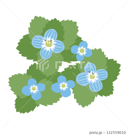 オオイヌノフグリのイラスト オオイヌノフグリのイラスト 132559010