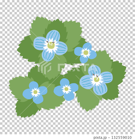 オオイヌノフグリのイラスト オオイヌノフグリのイラスト 132559010