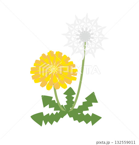 タンポポと綿毛のイラスト 132559011