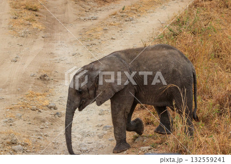 Young african elephant in Tarangire national park, Tanzania 132559241