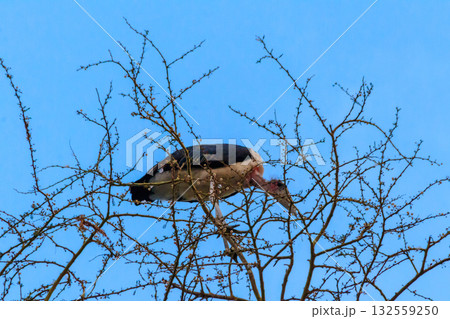Marabou stork (Leptoptilos crumeniferus) on a tree Marabou stork (Leptoptilos crumeniferus) on a tree 132559250