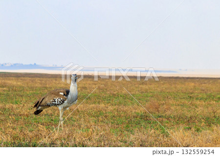 Kori bustard (Ardeotis kori) walking in dry savannah in Serengeti National Park, Tanzania 132559254
