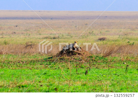 Cheetah (Acinonyx jubatus) on termite mound in savanna in Serengeti National park, Tanzania 132559257