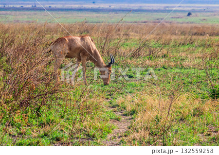 Coke's hartebeest (Alcelaphus buselaphus cokii) or kongoni in Serengeti national park in Tanzania, Africa Coke's hartebeest (Alcelaphus buselaphus cokii) or kongoni in Serengeti national park in Tanzania, Africa 132559258