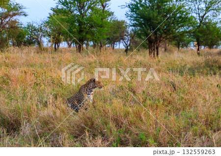 African leopard (Panthera pardus pardus) sitting in grass in Serengeti National park, Tanzania African leopard (Panthera pardus pardus) sitting in grass in Serengeti National park, Tanzania 132559263