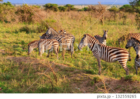 Herd of zebras in savanna in Serengeti national park in Tanzania. Wildlife of Africa Herd of zebras in savanna in Serengeti national park in Tanzania. Wildlife of Africa 132559265