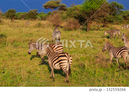Herd of zebras in savanna in Serengeti national park in Tanzania. Wildlife of Africa 132559266