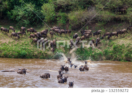 Wildebeest crossing the Mara river in Serengeti national park, Tanzania. Great migration 132559272