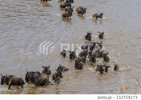Wildebeest crossing the Mara river in Serengeti national park, Tanzania. Great migration 132559273