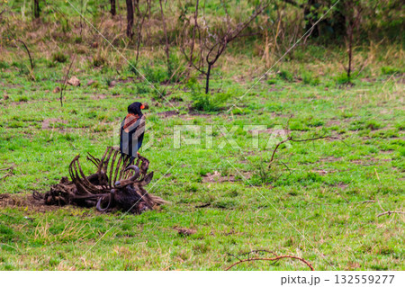Bateleur (Terathopius ecaudatus) perched on a wildebeest skeleton in Serengeti National park in Tanzania 132559277