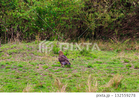 Tawny eagle (Aquila rapax) walking on meadow in Serengeti national park, Tanzania 132559278