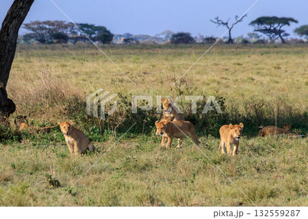 Pride of lions (Panthera leo) in savannah in Serengeti national park, Tanzania Pride of lions (Panthera leo) in savannah in Serengeti national park, Tanzania 132559287