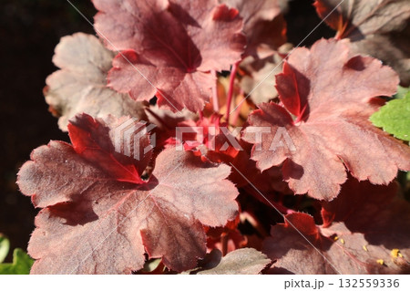 朝陽を浴びるカラーリーフのヒューケラ 132559336