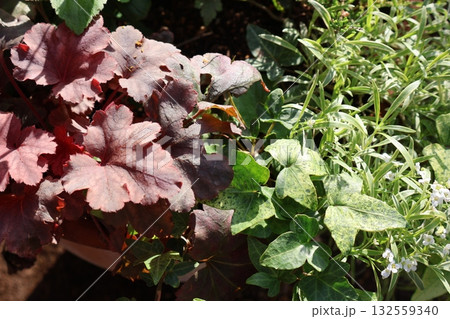 寄せ植えプランツのヒューケラと斑入り葉のアリッサム 132559340