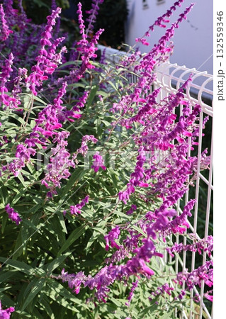 裏庭で元気に咲くアメジストセージの紫の花 132559346