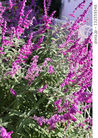 裏庭で元気に咲くアメジストセージの紫の花 132559348