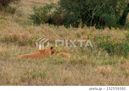 Two lionesses (Panthera leo) playing in savannah in Serengeti National Park, Tanzania Two lionesses (Panthera leo) playing in savannah in Serengeti National Park, Tanzania 132559392