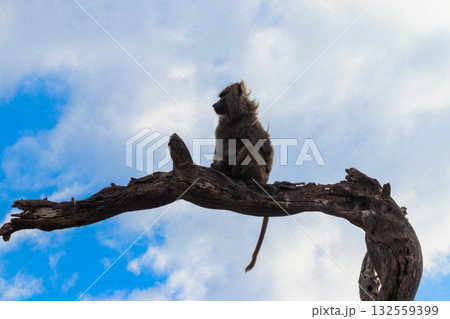 Olive baboon (Papio anubis), also called the Anubis baboon, sitting on a dried tree in Serengeti National Park in Tanzania Olive baboon (Papio anubis), also called the Anubis baboon, sitting on a dried tree in Serengeti National Park in Tanzania 132559399